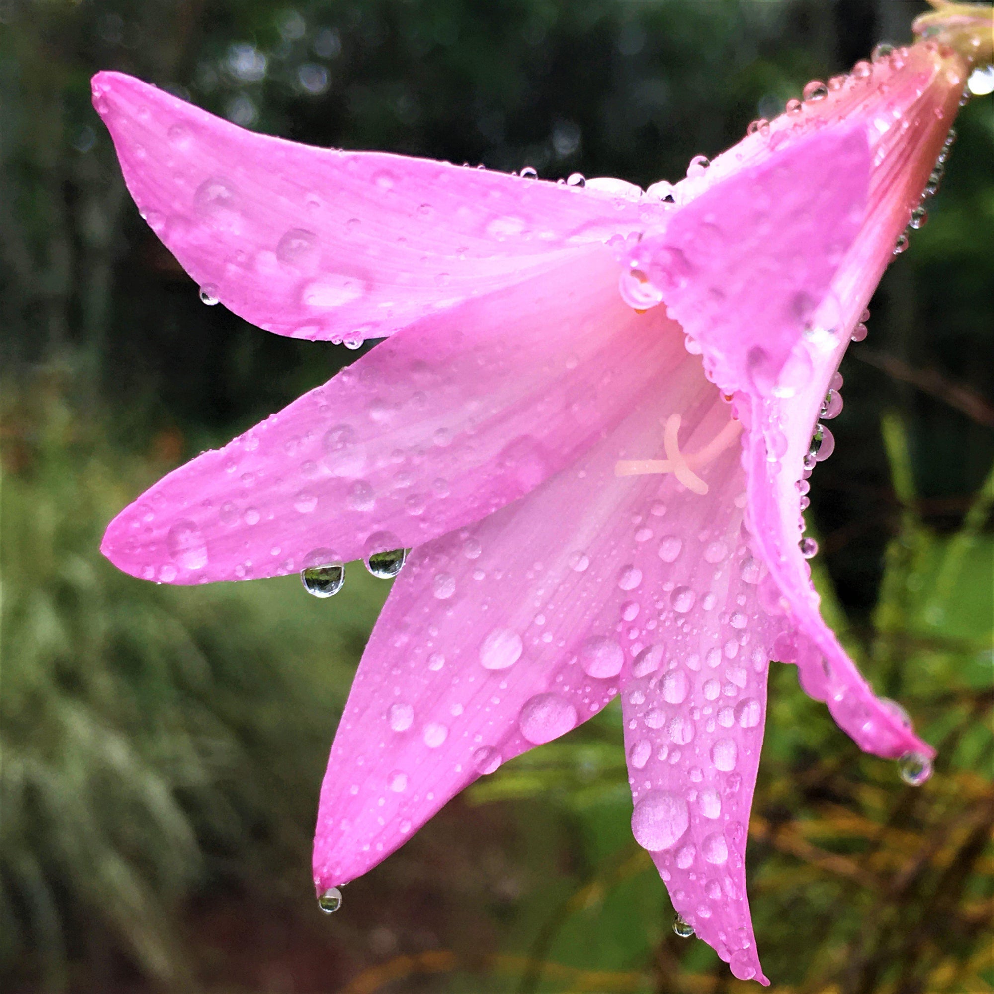 Belladonna Lily - Pink: 3 Bulbs