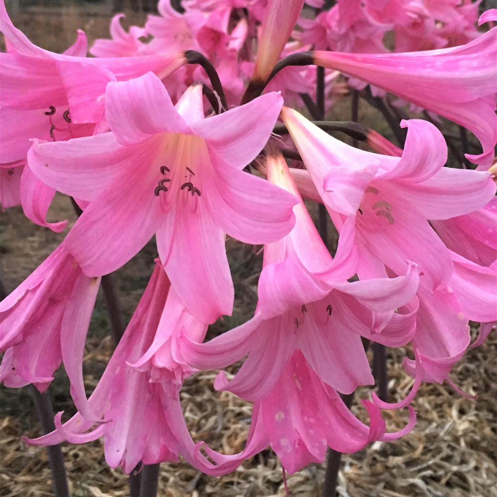 Belladonna Lily - Pink: 3 Bulbs