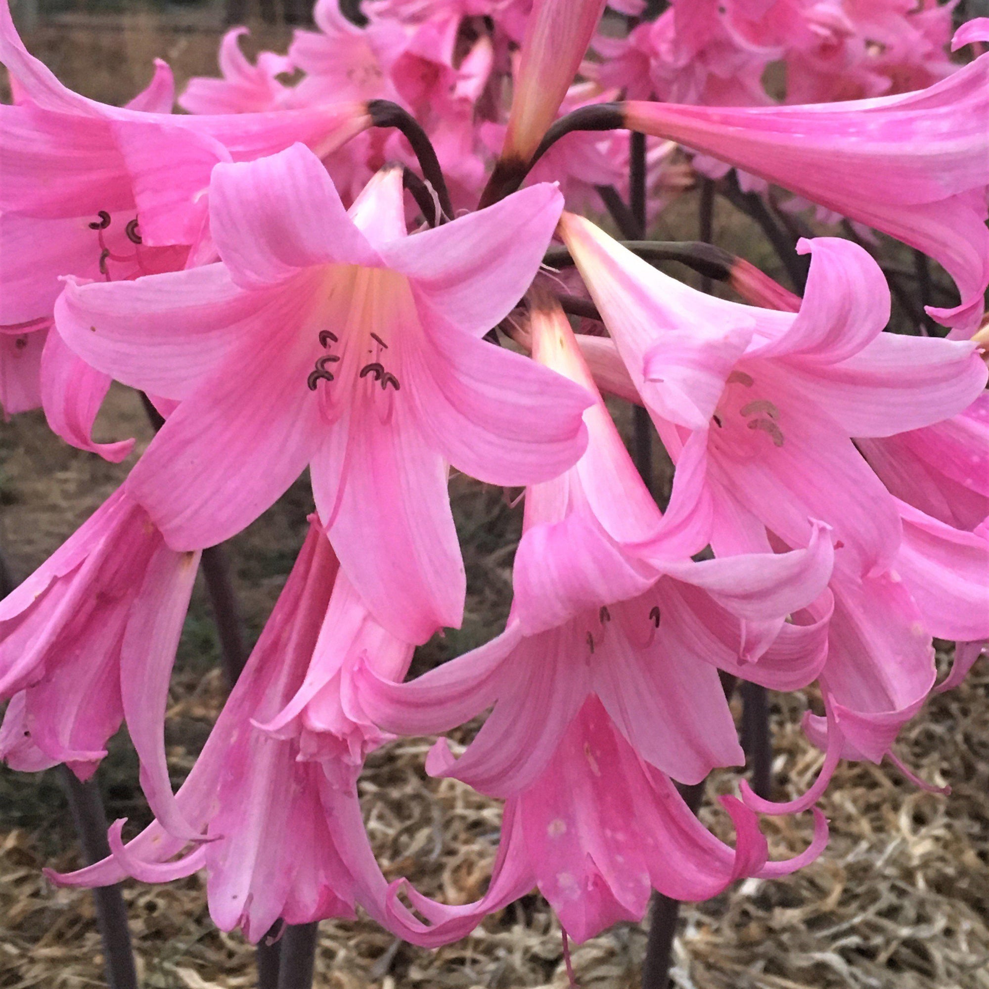 Belladonna Lily - Pink: 3 Bulbs