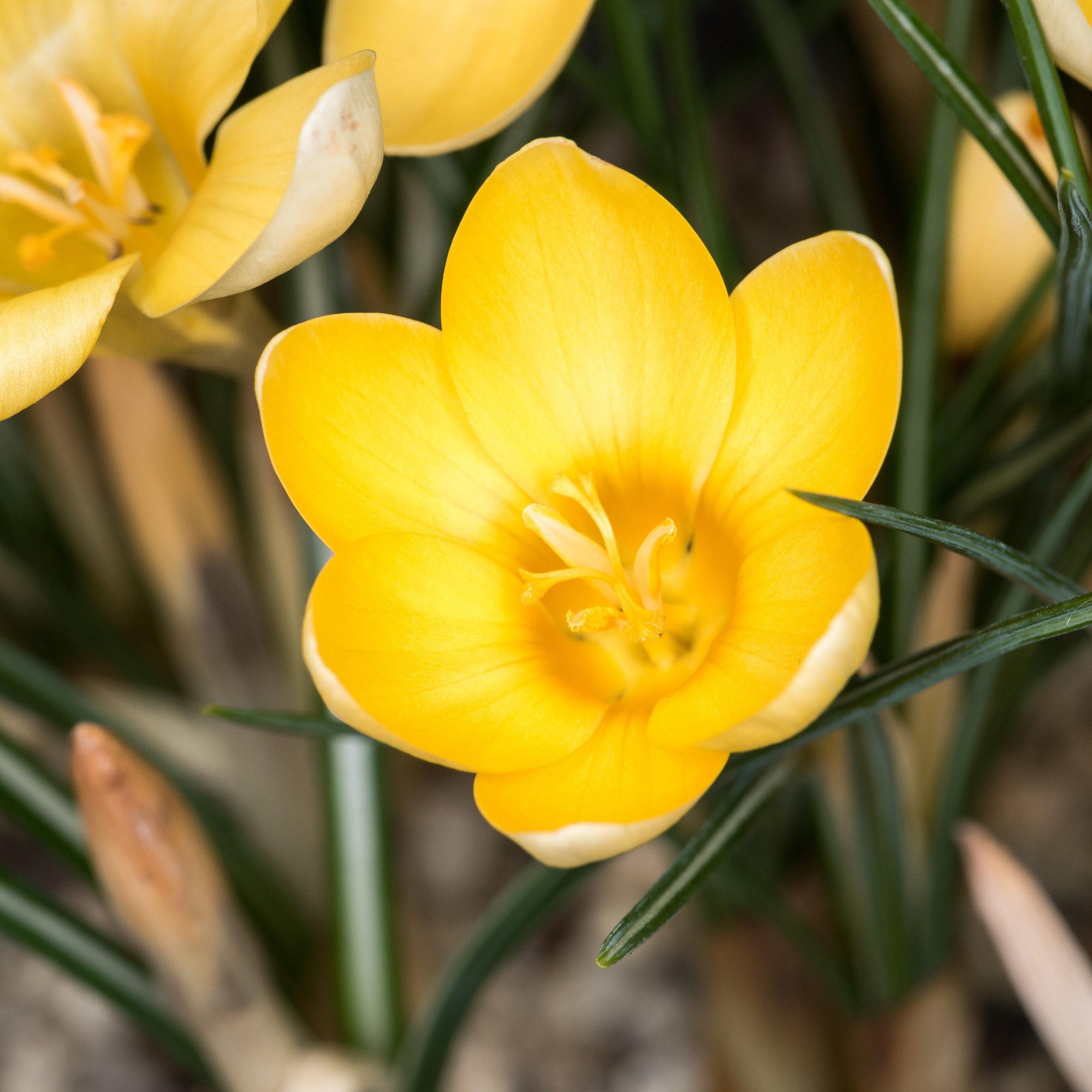 Crocus - Goldilocks: 20 Bulbs