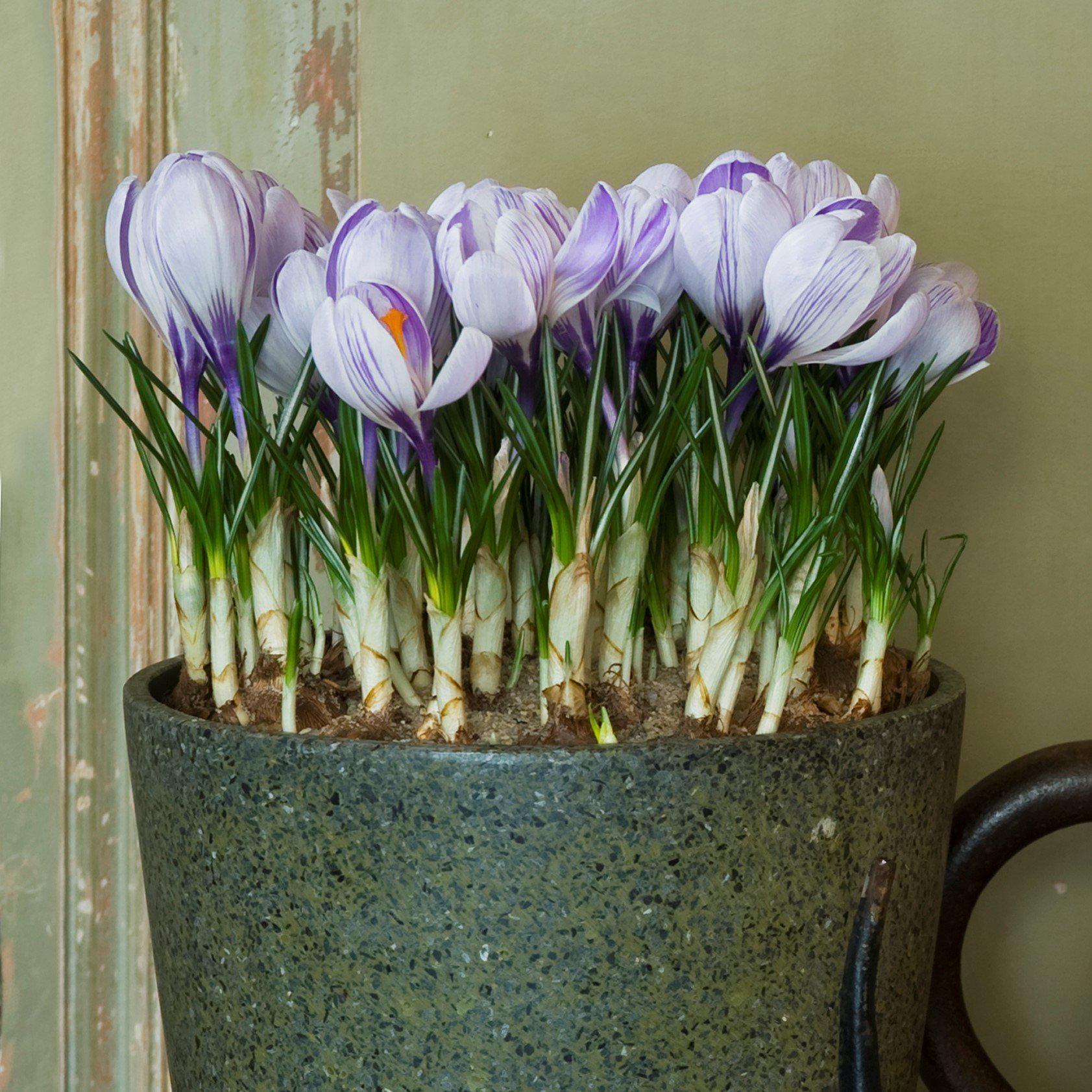 Crocus - King of the Striped: 20 Bulbs