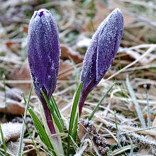 Crocus - Flower Record: 20 Bulbs