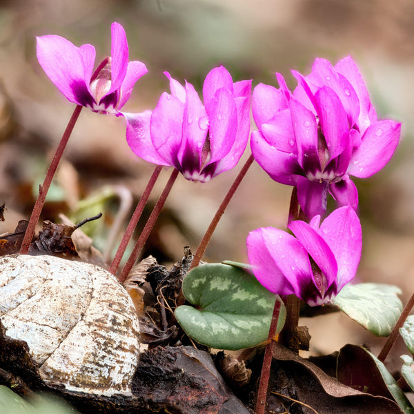 Cyclamen - Angel Flutter Mix: 3 Bulbs