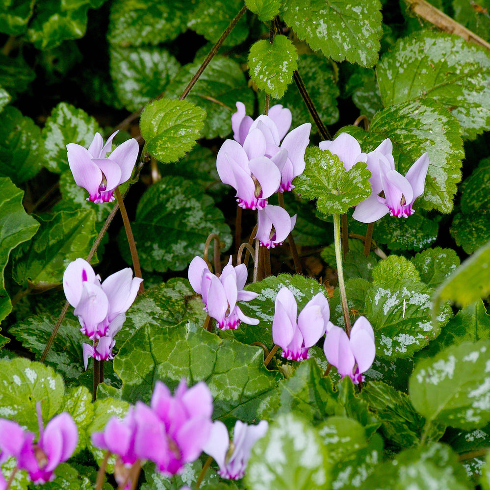 Cyclamen - Angel Flutter Mix: 3 Bulbs