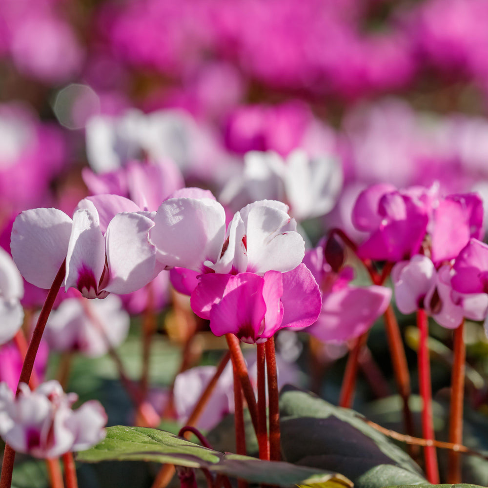 Cyclamen - Angel Flutter Mix: 3 Bulbs