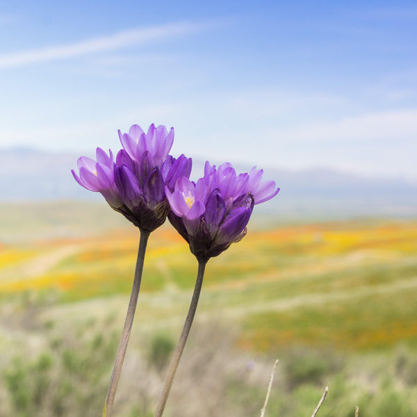 Dichelostemma - Congestum: 10 Bulbs