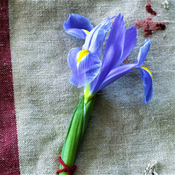 Dutch Iris - Blue Diamond: 20 Bulbs