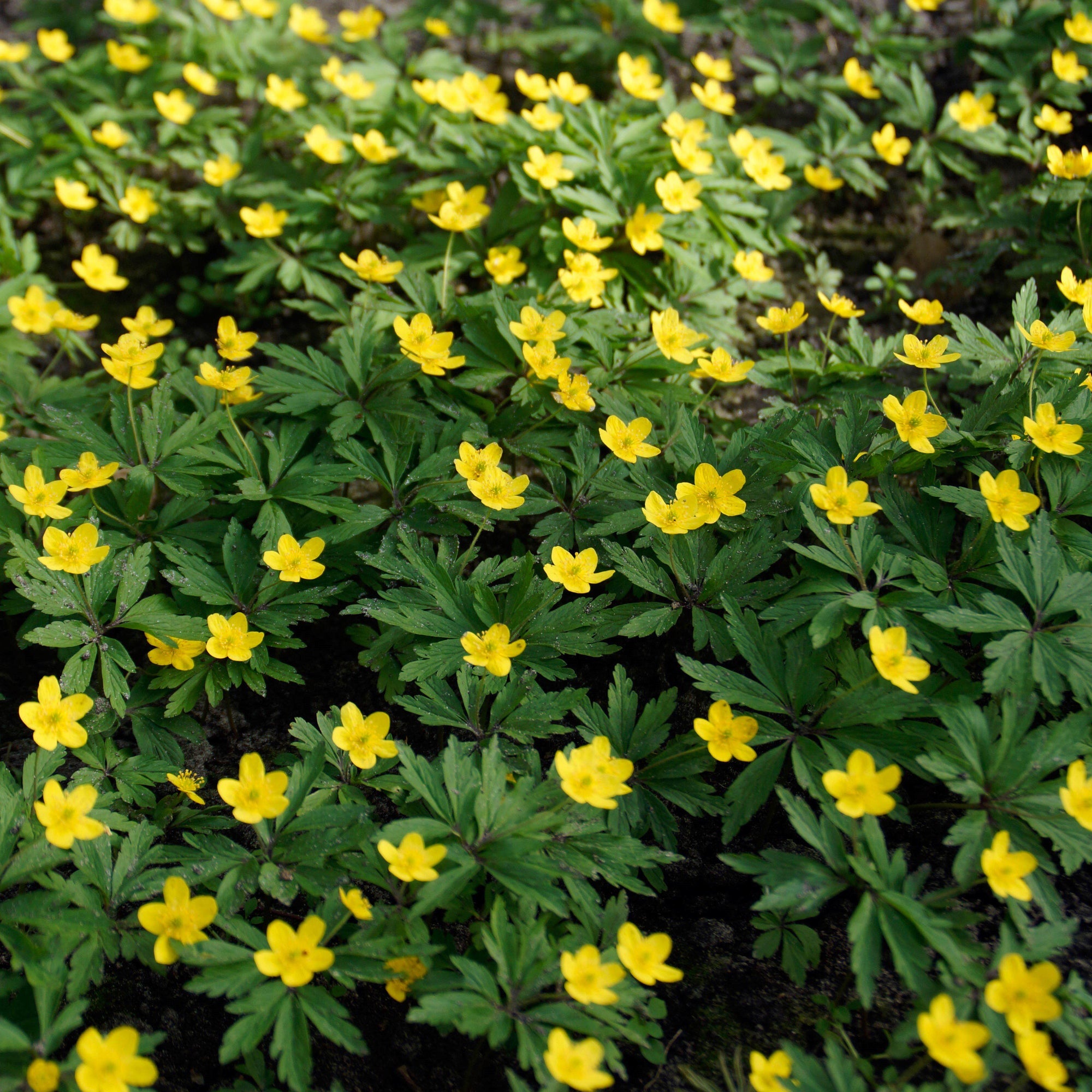 Eranthis - Winter Aconite: 30 Bulbs