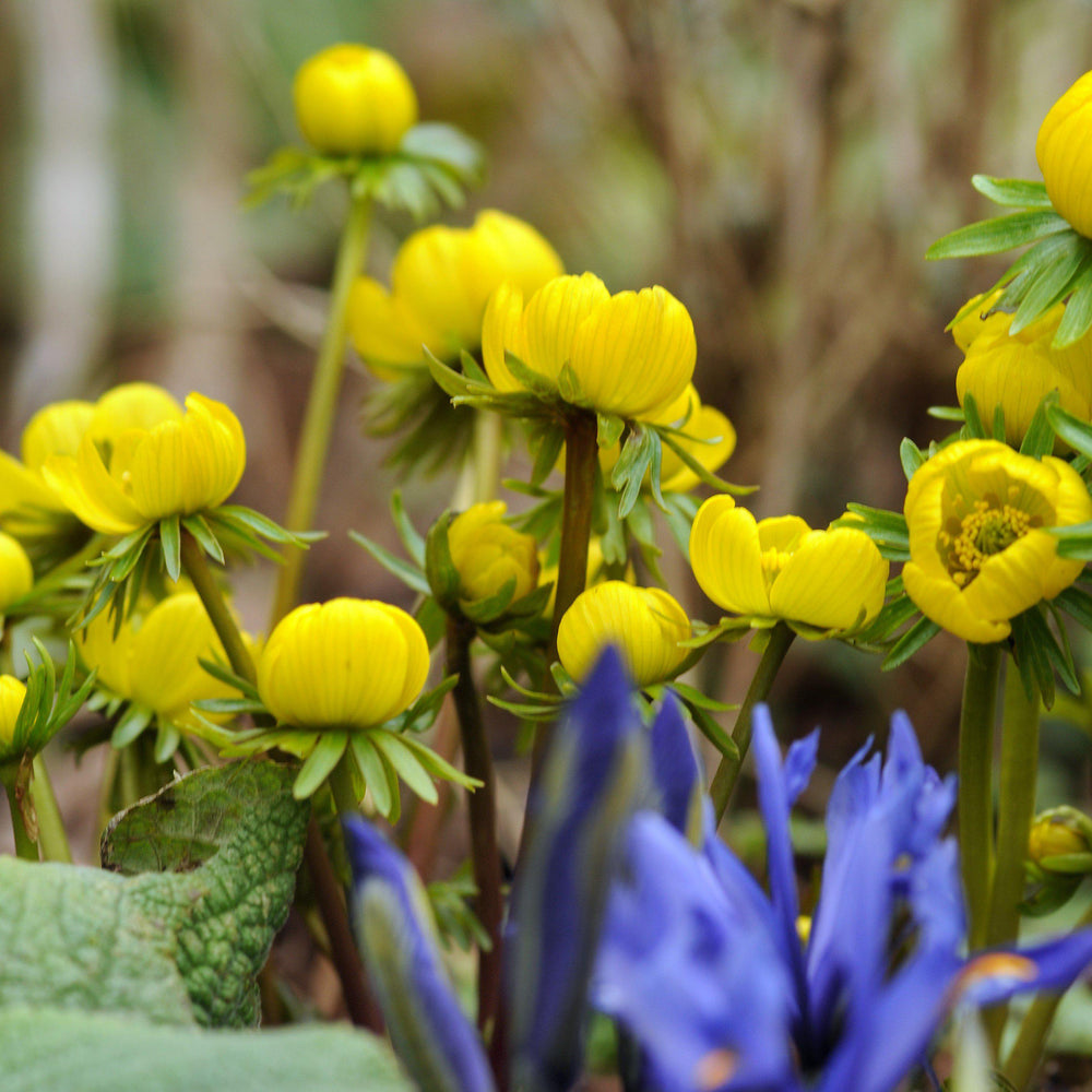 Eranthis - Winter Aconite: 30 Bulbs