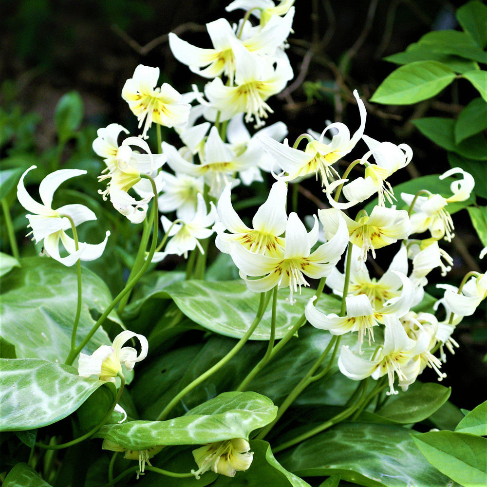 Erythronium - Californicum White Beauty: 3 Bulbs