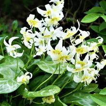 Erythronium - Californicum White Beauty: 3 Bulbs