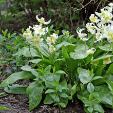 Erythronium - Californicum White Beauty: 3 Bulbs