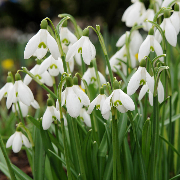 Galanthus - Common Snowdrop Nivalis: 10 Bulbs