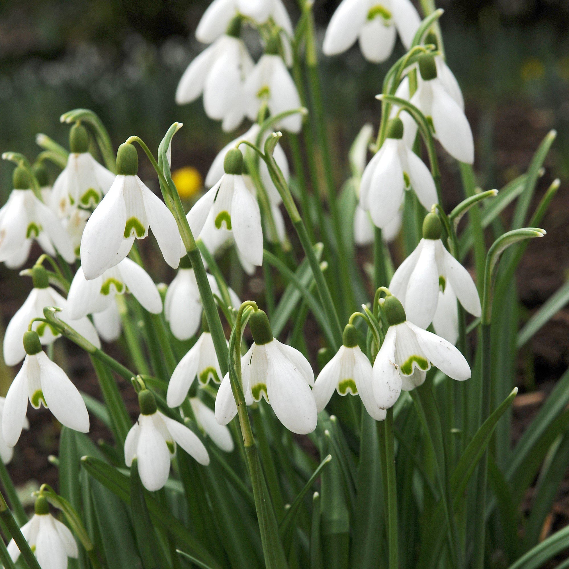 Galanthus - Common Snowdrop Nivalis: 10 Bulbs