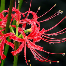 Lycoris - Radiata Red: 1 Bulb