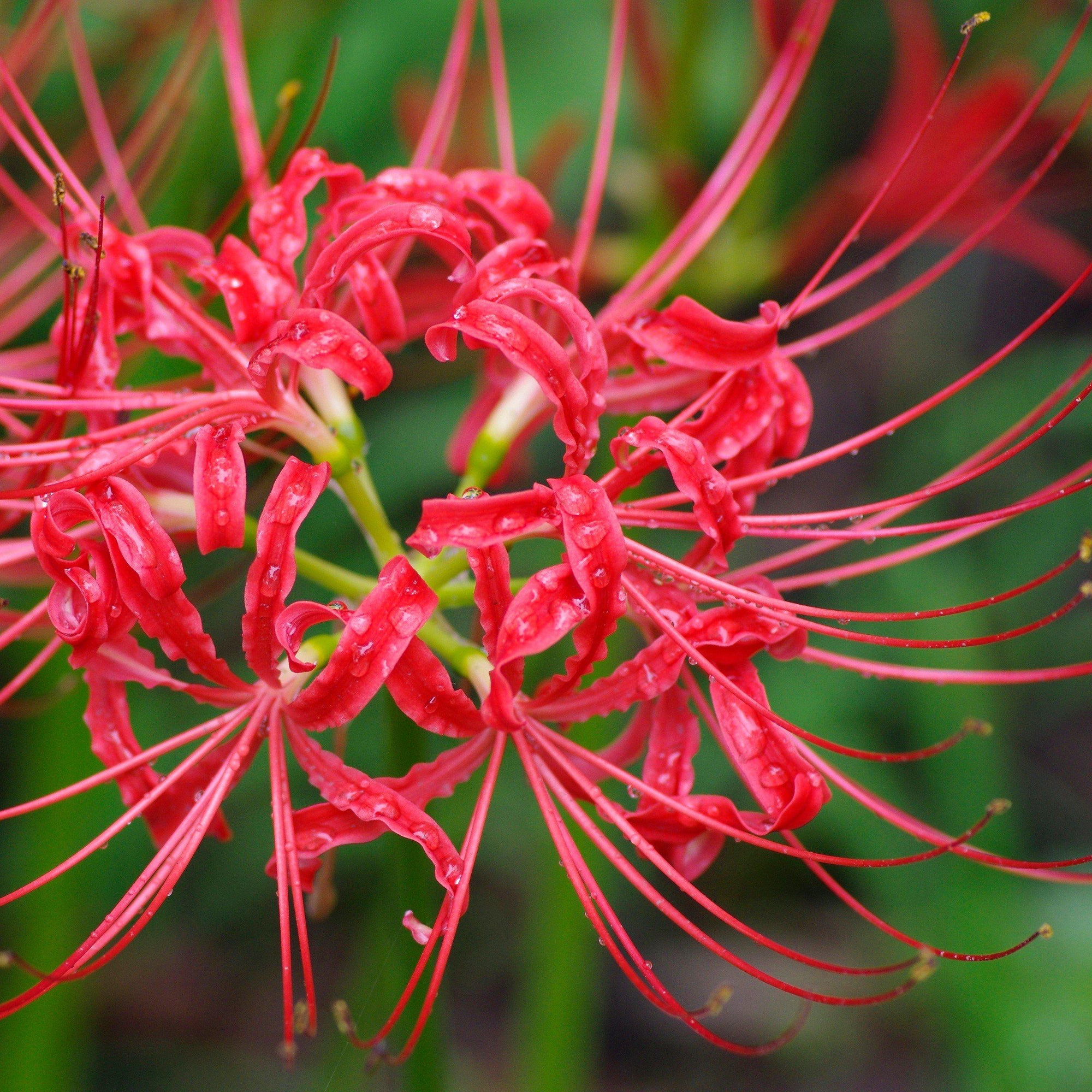 Lycoris - Radiata Red: 1 Bulb