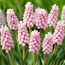 Muscari - Grape Hyacinth Pink Surprise: 10 Bulbs