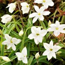 Starflower - Alberto Castillo: 10 Bulbs