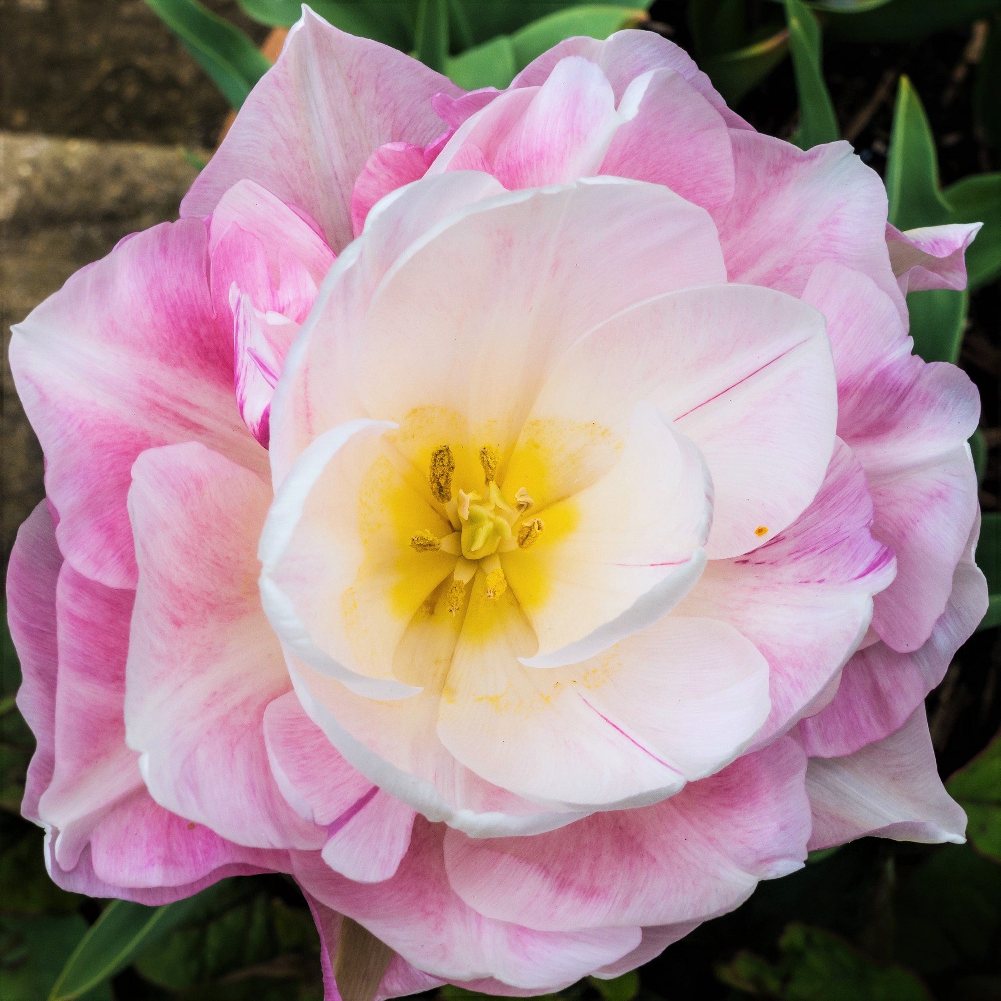 Tulip - Angelique: 10 Bulbs