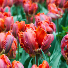 Tulip - Blumex: 10 Bulbs