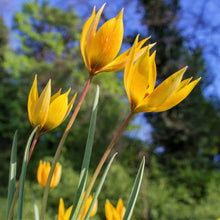 Tulip - Sylvestris: 10 Bulbs