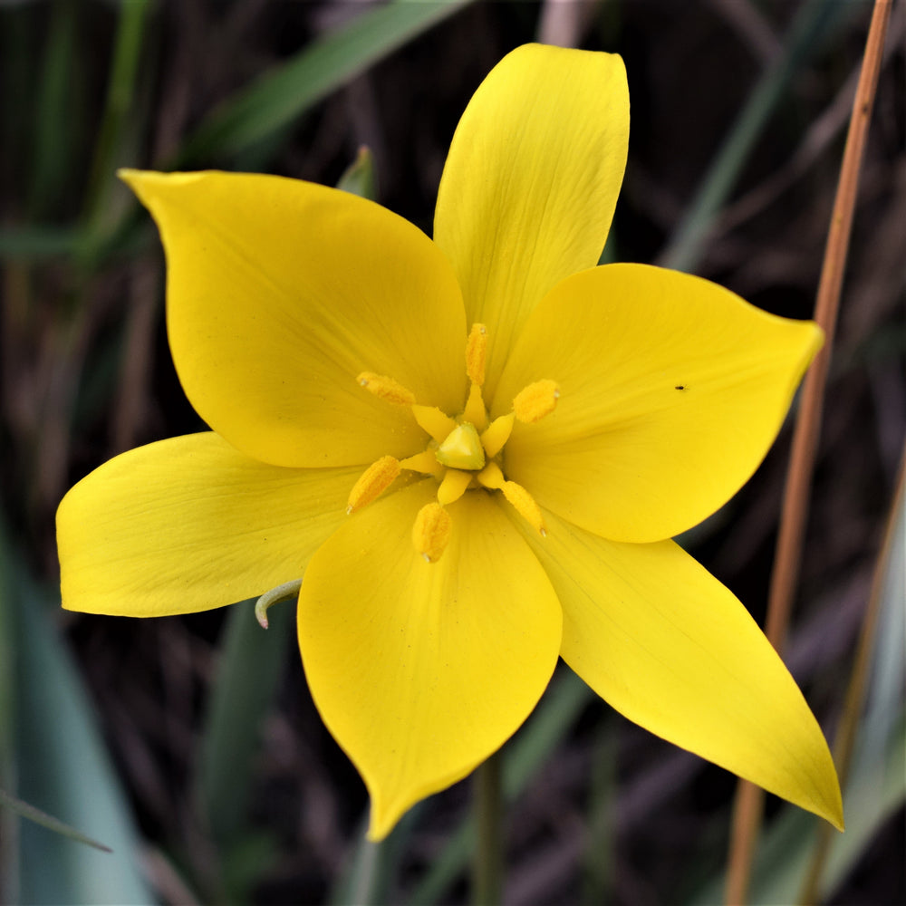 Tulip - Sylvestris: 10 Bulbs