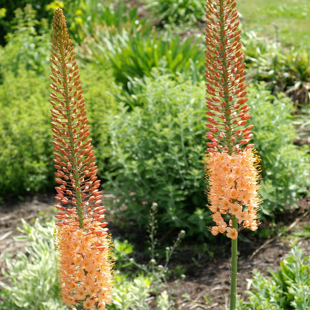 Eremurus - Cleopatra: 3 Bareroots