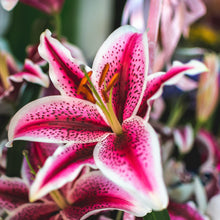 Lilium - Oriental Lily Stargazer: 3 Bulbs