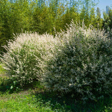 Tri-Color Dappled Willow Bush