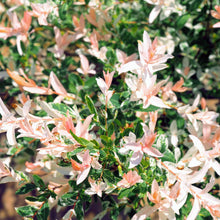 Tri-Color Dappled Willow Bush