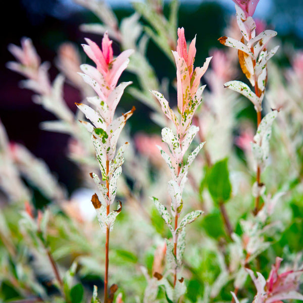 Tri-Color Dappled Willow Tree