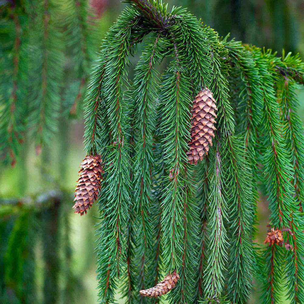 Weeping Norway Spruce