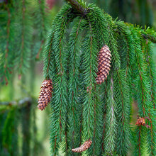 Weeping Norway Spruce